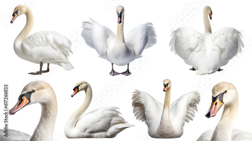 White swan bird, many angles and view portrait side back head shot isolated on transparent background cutout, PNG file photo