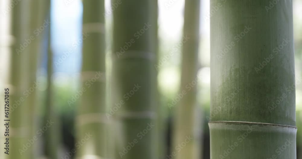 A green bamboo forest in spring sunny day close up tracking shot A green bamboo forest in spring sunny day close up tracking shot