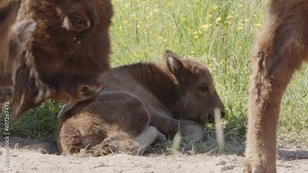 Caring European bison mom licks coat of lying baby calf, grooming behavior Caring European bison mom licks coat of lying baby calf, grooming behavior