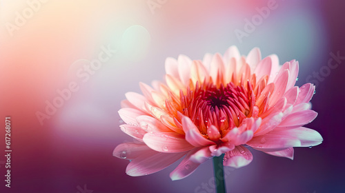 Pink chrysanthemum flower on blurred background. Soft focus.