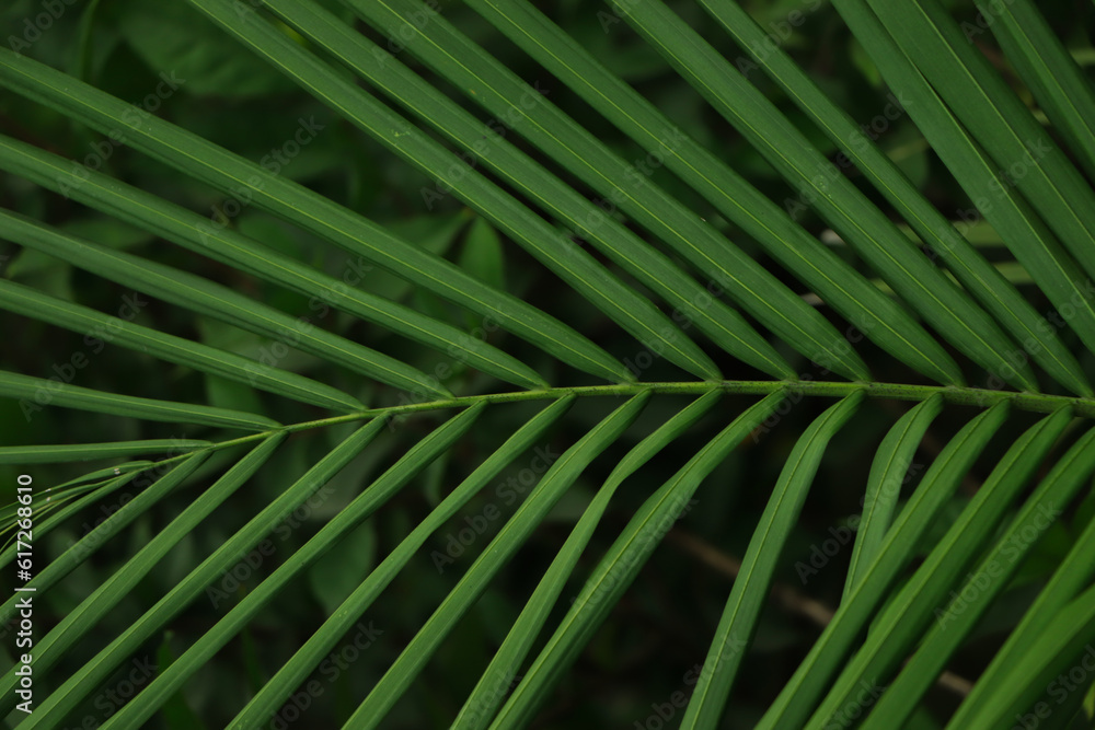 coconut leaf texture close up coconut leaf texture close up