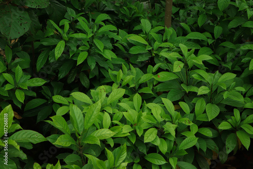 Full Frame of Green Leaves Texture Background. tropical leaf