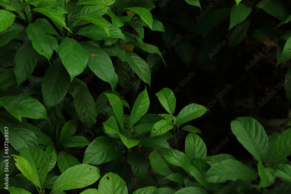 Dark green leaves in the park background image, Dark green leaves in the park background image,