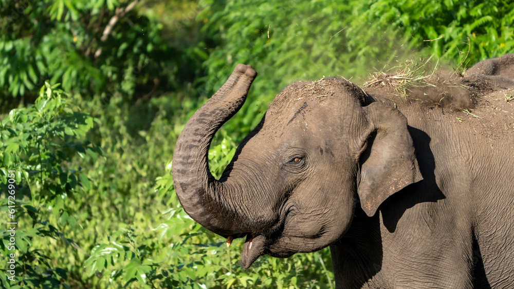 Fototapeta premium The Asian elephant (Elephas maximus), also known as the Asiatic elephant