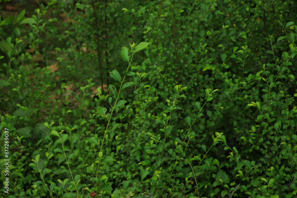 Fresh green leaf background in forest Fresh green leaf background in forest