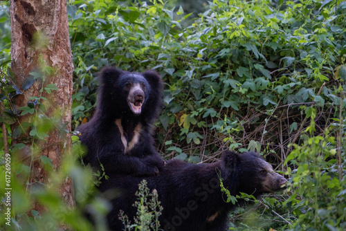 The sloth bear (Melursus ursinus)