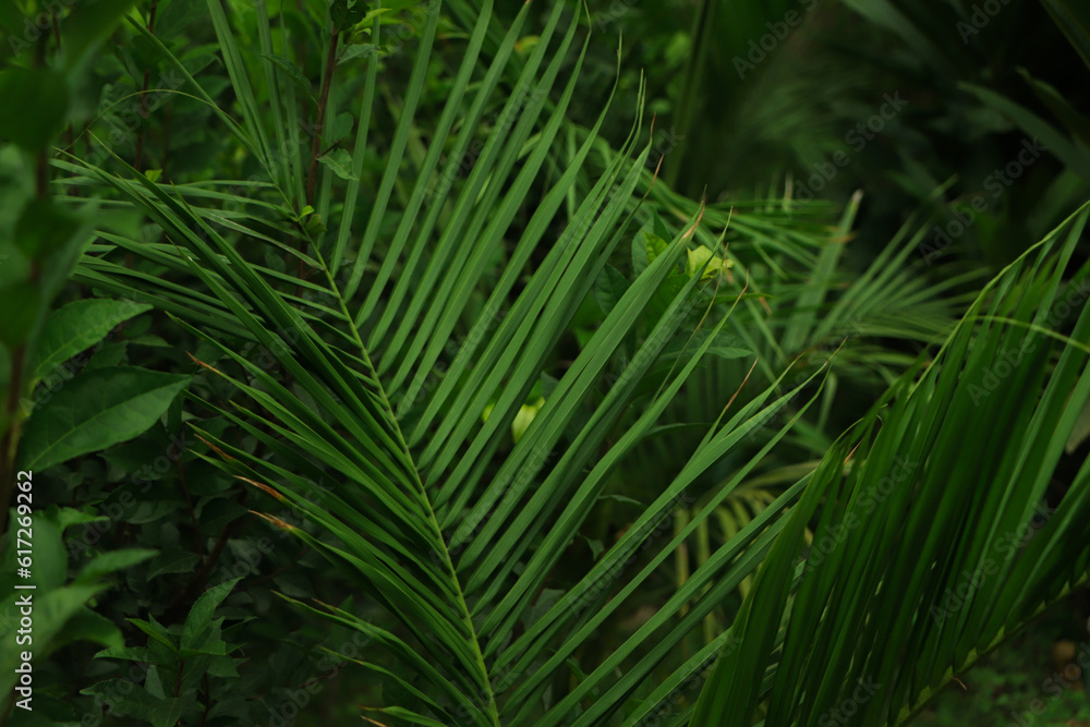 Cinematic background of green leaf with dark tone Cinematic background of green leaf with dark tone
