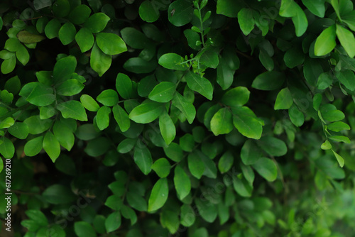 Green leaves background or the naturally walls texture Ideal for use in the design fairly. photo