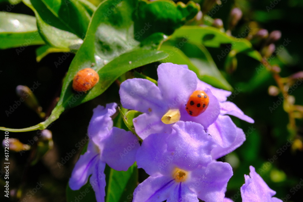Ladybug, Animal closeup, Ladybug (Coccinellidae) resting on leaves and flowers in a garden, photographed using a macro lens, Bandung - Indonesia Ladybug, Animal closeup, Ladybug (Coccinellidae) resting on leaves and flowers in a garden, photographed using a macro lens, Bandung - Indonesia