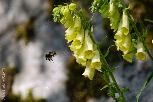 Waldbiene auf Nektarsuche photo