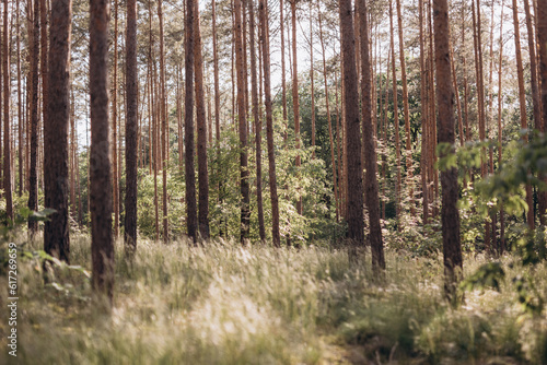Summer pine forest with grass © photoenchen