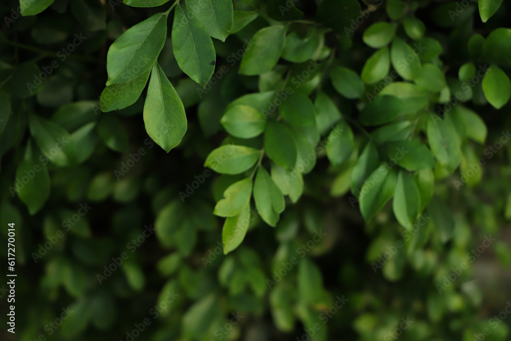 Green leaf background in forest Green leaf background in forest
