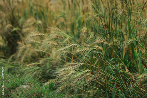 Fresh ears of green wheat in field