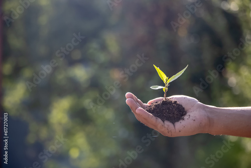 Fotografie holding young plant with sunlight on green nature background