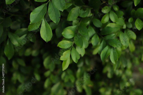Green leaf background in forest © Hasib