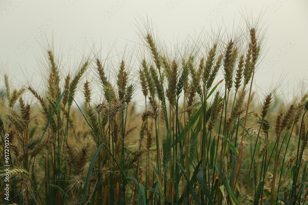 Wheat are growing in a beautiful field Wheat are growing in a beautiful field