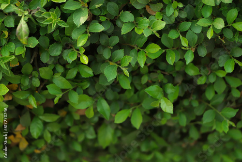 Background of fresh tiny green leaf