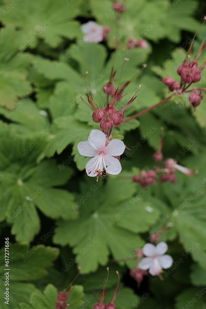Discover the vibrant allure of Bigroot Geranium amidst a textured concrete background, blending nature and urban aesthetics. Discover the vibrant allure of Bigroot Geranium amidst a textured concrete background, blending nature and urban aesthetics.