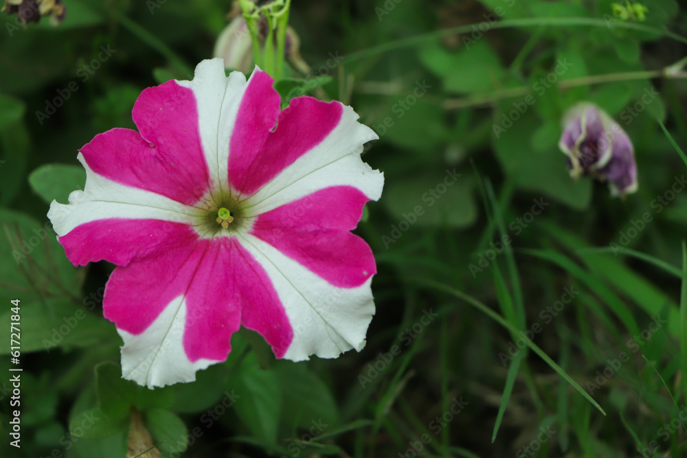 Pink star petunia with selective focus and copy space Pink star petunia with selective focus and copy space