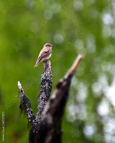 Female European pied flycatcher (Ficedula hypoleuca) sitting on a tree branch with its eyes closed