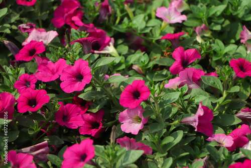 Petunia ,Petunias in the tray,Petunia in the pot, purple petunia