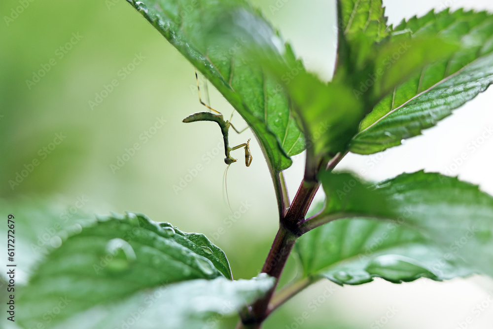 Obraz premium ペパーミントの葉に止まるカマキリの幼虫