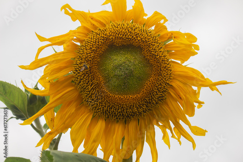 Yellow ripe sunflower blossoming at a field in summer