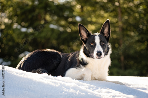 Border Collie, dog winter portrait © sibbilb