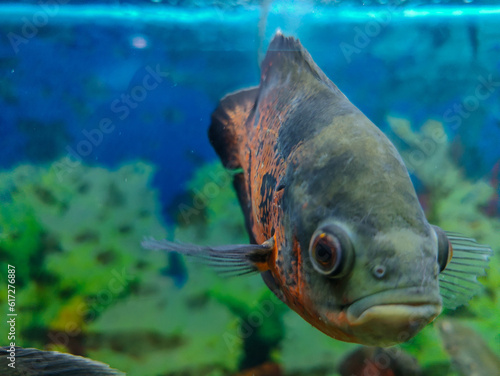 tropical fish in the water in a Chinese aquarium