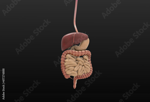 human digestive system 3d photo