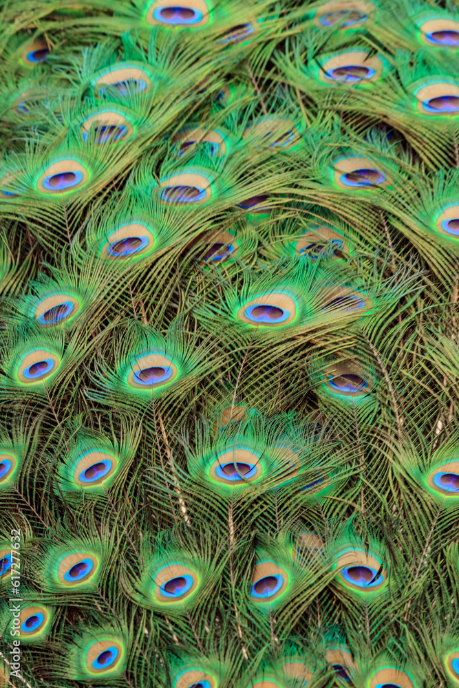 Obraz premium Photo of Bright Colorful Plumage of Peacock's Tail.