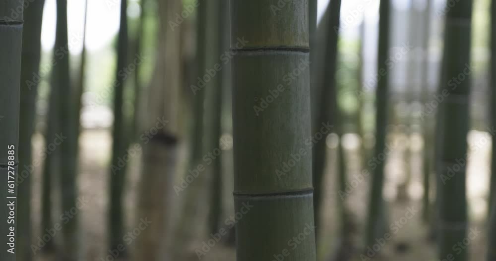 A green bamboo forest in spring sunny day tracking shot A green bamboo forest in spring sunny day tracking shot