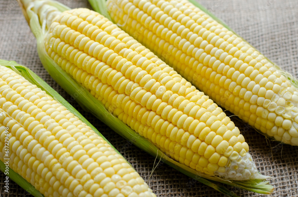 group corn on brown cloth bag background, side view and closeup group corn on brown cloth bag background, side view and closeup