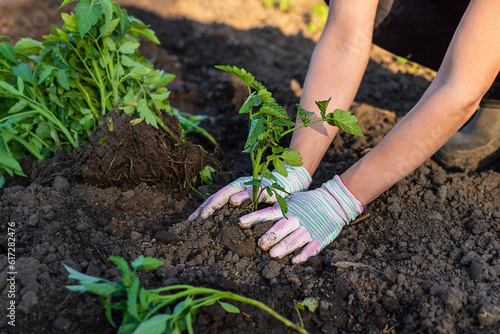 Woman farmer planting seedlings of tomatoes in the garden. Selective focus.
