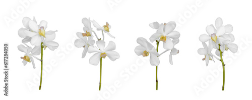 Fotografie Set of cut out white dendrobium orchids stem isolated on the white background