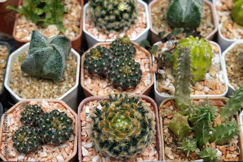Miniature cactus pot decorate in plastic pots for sale in plant shop at outdoor market 
