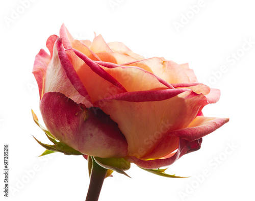 Rose flower isolated on white background