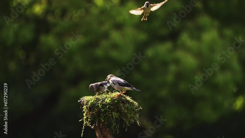 Slow Motion: The birds in the woods are flying and feeding. photo