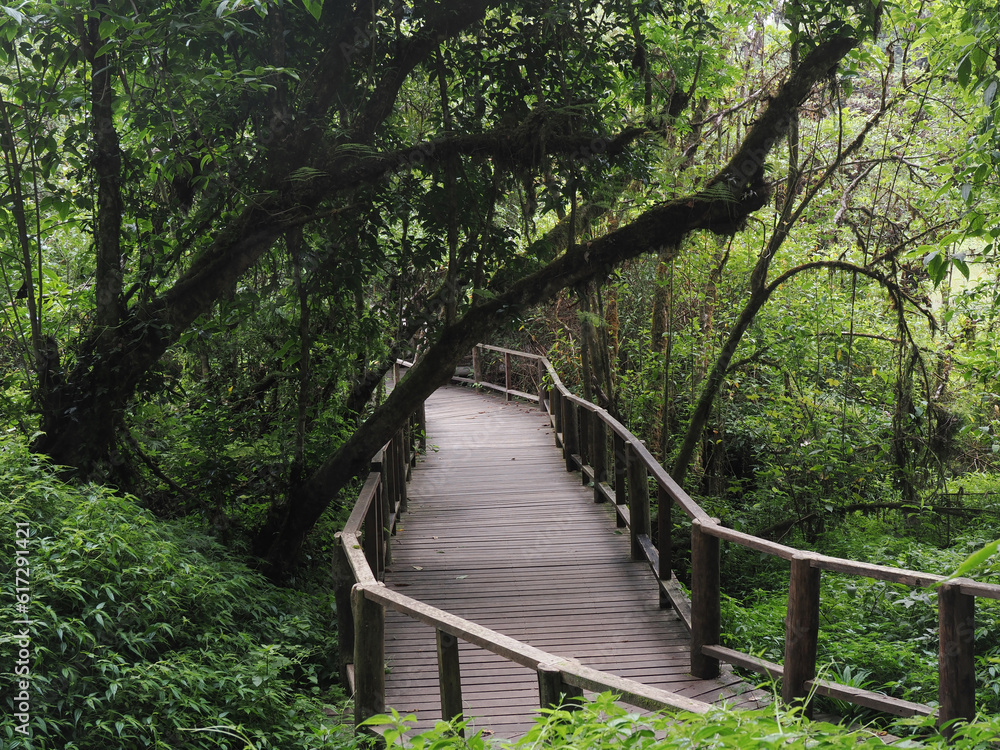 Pathway of a journey jungle in Doi inthanon national park Chiang mai Thailand Pathway of a journey jungle in Doi inthanon national park Chiang mai Thailand