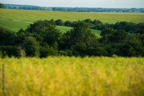 Summer landscape of green field