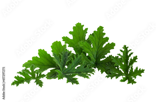 Leaves of the Citronella Geranium plant (Scent Geranium, Pelargonium) isolated on a transparent background.