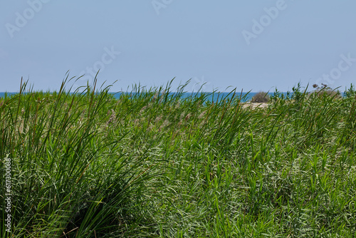 Green grass in the dunes against the background of the blue sea