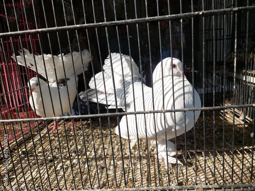 The Frill back is a breed of pigeon photo