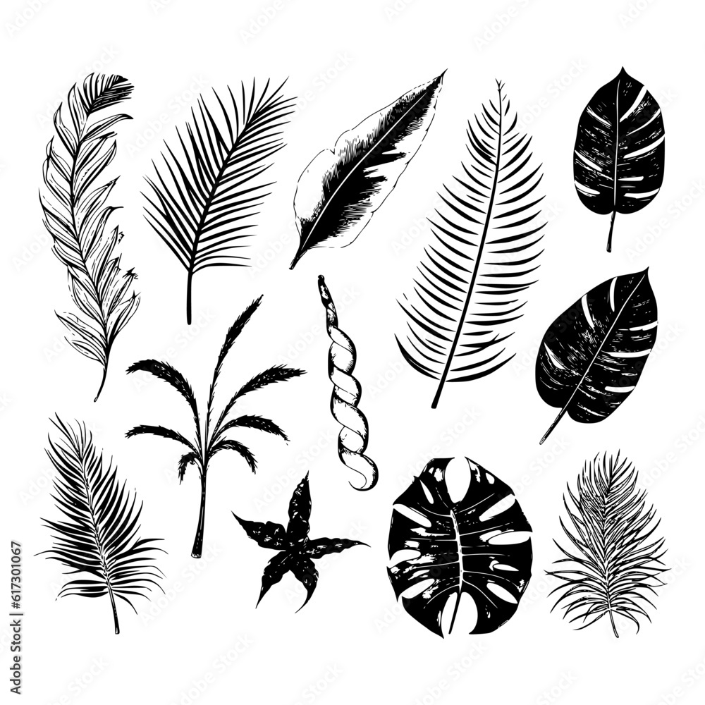 Fototapeta premium illustration set of tropical plants and leaves, hand drawn style, outline sketch.