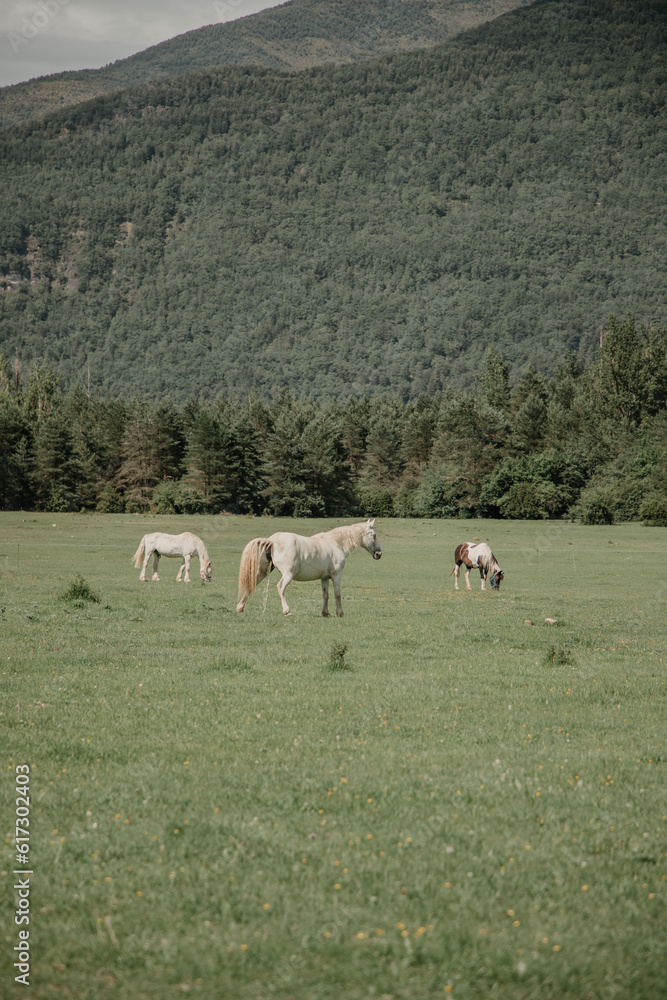 Fototapeta premium otoñal, hojas, hojas, naturaleza, alimento, caer, pimiento, close-up, macro, verde, fábrica, especia, rojo, especia, nativo, césped, madera, insaturado