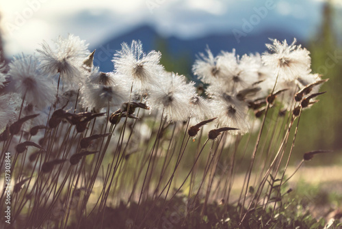 Polar flowers © Galyna Andrushko