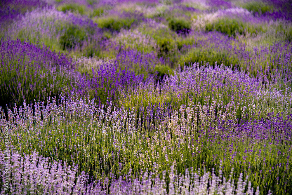 Naklejka premium lavender field in region