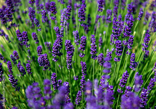 lavender flowers in a field