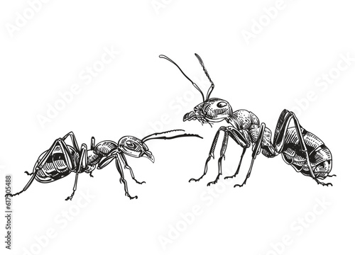 Enter the captivating realm of “Insects” with this unique pack of illustrations, highlighting the insects. Explore their intricate details and remarkable diversity.