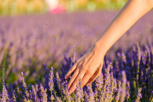 Fototapeta Naklejka Na Ścianę i Meble -  Woman hand gently touches the flowers of lavender in the field. 